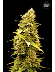 10 UND FEM - BANANA MONKEY 