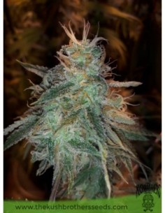 1 UND FEM - BANANA SHERBET 