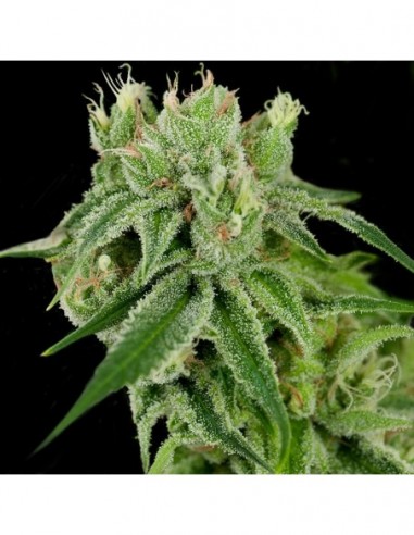 3 UND FEM - CANNALOPE HAZE  DNA GENETICS FEMINIZADA 3 UND