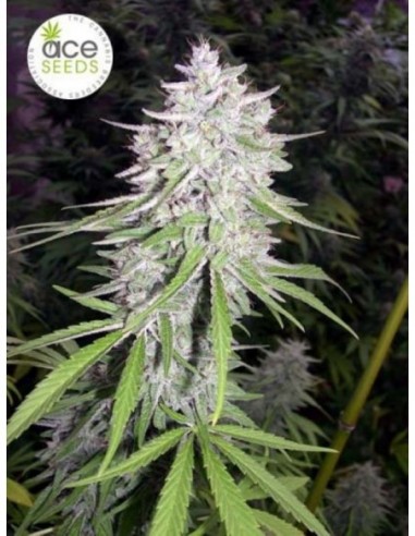 1 UND FEM - BANGI HAZE  * ACE SEEDS 1 UND FEMINIZADA