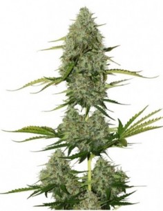 100 UND FEM - BCN CRITICAL XXL AUTO 