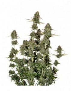 250 UND FEM - BCN POWER PLANT AUTO * SEEDSTOCKERS 250 UND FEMINIZADAS