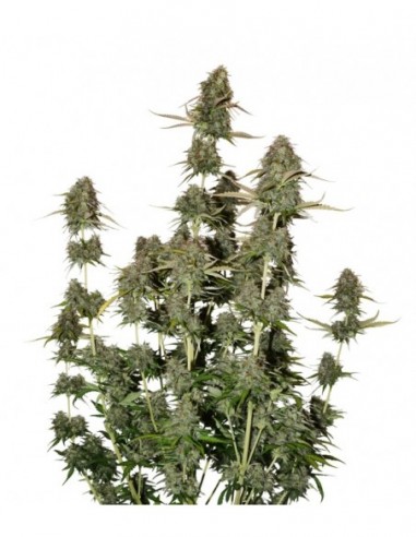 250 UND FEM - BCN POWER PLANT AUTO * SEEDSTOCKERS 250 UND FEMINIZADAS