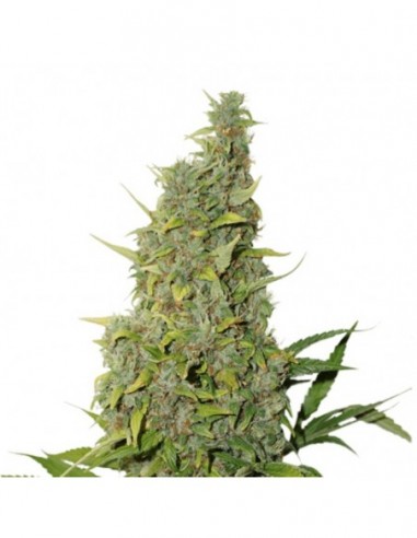 250 UND FEM - BCN POWER PLANT * SEEDSTOCKERS 250 UND FEMINIZADAS