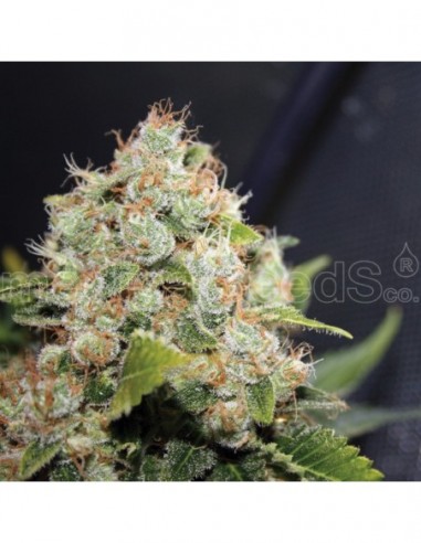 10 UND FEM - BCN SOUR DIESEL 
