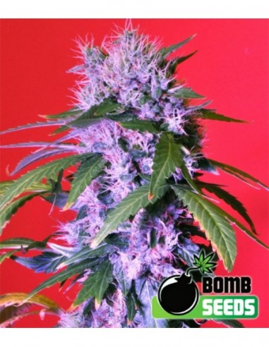 5 UND FEM - BERRY BOMB AUTO 