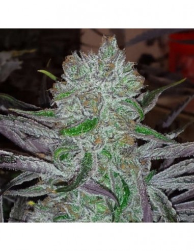 6 UND REG - BEST FRIEND * JINXPROOF GENETICS (TGA-SUBCOOL) 6 UND REGULARES