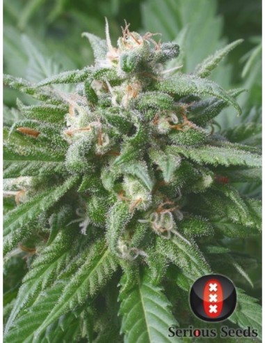 11 UND REG - BIDDY EARLY * SERIOUS SEEDS 11 UND REGULARES