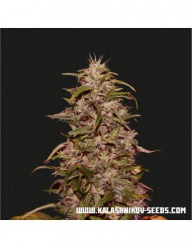 5 UND FEM - BIG ALTAI SATIVA EXPRESS 