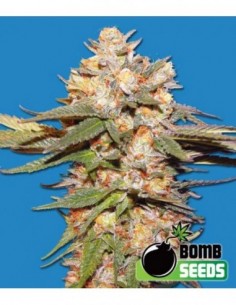 10 UND FEM - BIG BOMB AUTO 