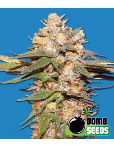 10 UND FEM - BIG BOMB AUTO 