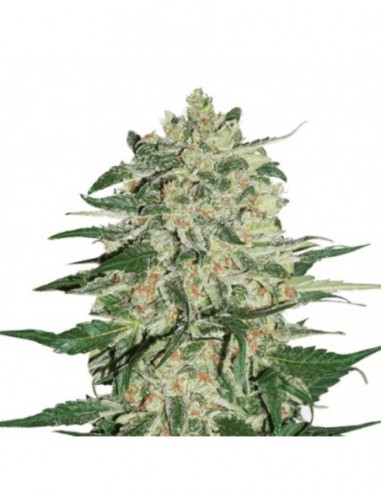 1 UND FEM - BIG BUD AUTO 