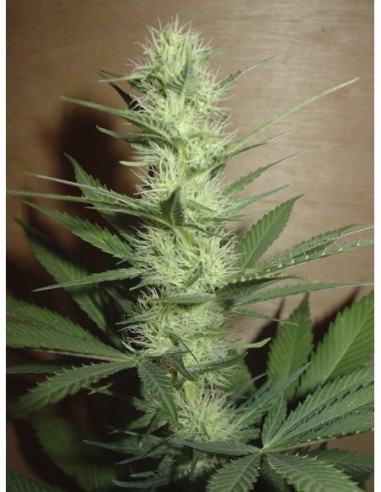 3 UND FEM - BIG BUD 