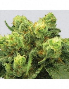 3 UND FEM - PRE-99 BIG BUD * NIRVANA 3 UND FEMINIZADAS