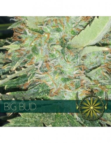 10 UND FEM - BIG BUD (ETIQUETA FRANCESA) 