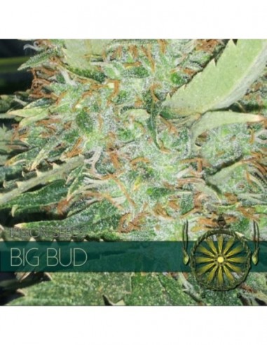 3 UND FEM - BIG BUD 