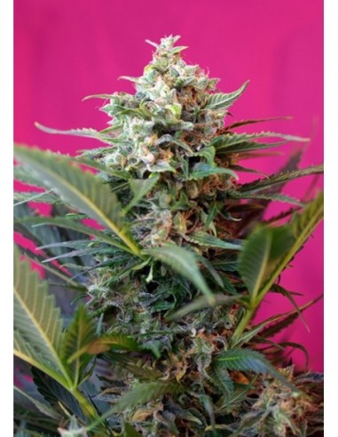 100 UND FEM - BIG DEVIL XL AUTO ® 
