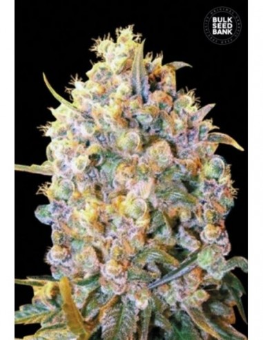 100 UND FEM - BIGGER BUD 
