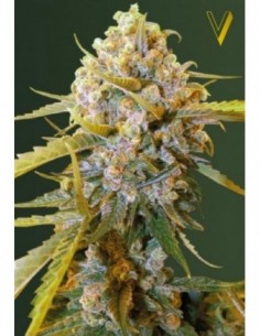 3 UND FEM - BIGGEST BUD 