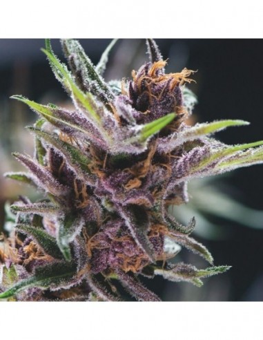 3 UND FEM - BLACK CHERRY PUNCH 