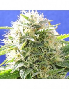 5 UND FEM - BLACK DESTROYER 