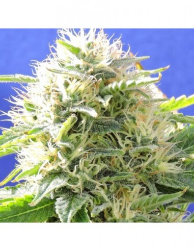 5 UND FEM - BLACK DESTROYER 