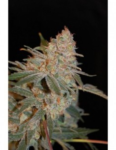 10 UND FEM - BLACK DIESEL 