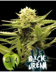 1000 UND FEM - BLACK DREAM   EVA SEEDS 1000 UND FEMINIZADAS