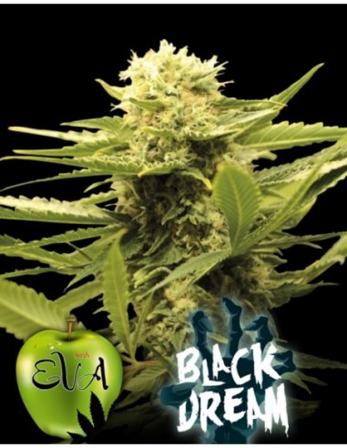 6 UND FEM - BLACK DREAM 