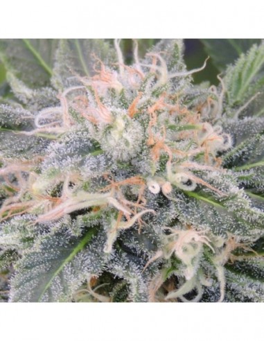 25 UND FEM - BLACK GHOST OG 