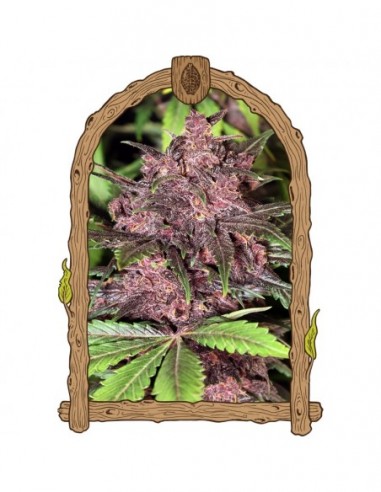 25 UND FEM - BLACK HAZE (AUTOFLOWERING) 