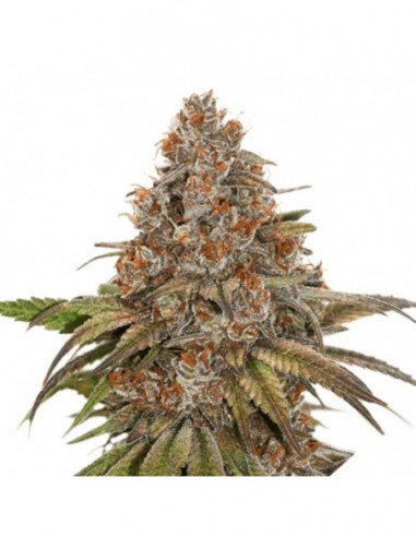 1 UND FEM - BLACKBERRY GUM AUTO 