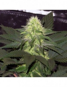 10 UND FEM - BLACKBERRY 