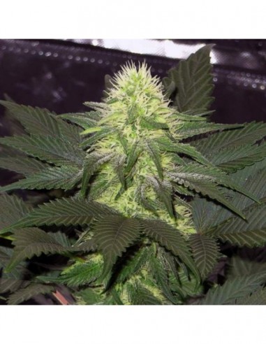 10 UND FEM - BLACKBERRY 