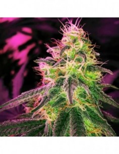 3 UND FEM - BLACKJACK * NIRVANA 3 UND FEMINIZADAS