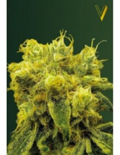 3 UND FEM - BLOW DREAM 