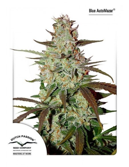 3 UND FEM - BLUE AUTO MAZAR ® 