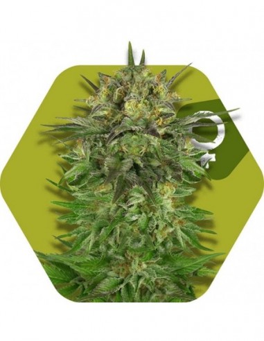 5 UND FEM - BLUE BRILLIANT 