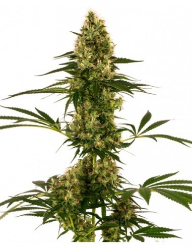 1 UND FEM - BLUE BULLET AUTO  SENSI SEEDS FEMINIZADA 1 UND