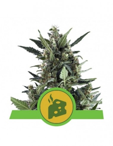 1 UND FEM - BLUE CHEESE AUTOMATIC 
