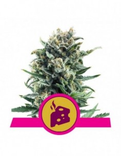 5 UND FEM - BLUE CHEESE 