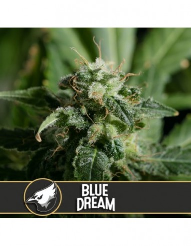 6 UND FEM - BLUE DREAM 