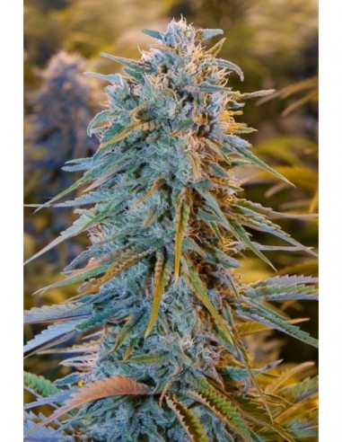 3 UND FEM - BLUE DREAM 