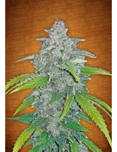 5 UND FEM - BLUE DREAM MATIC 