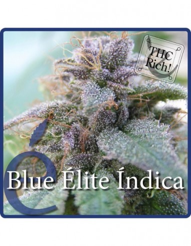 7 UND FEM - BLUE ELITE INDICA 