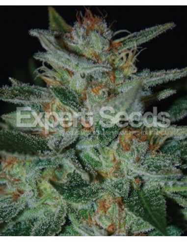 10 UND FEM - BLUE CHEESE 