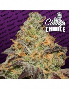 10 UND FEM - BLUE KUSH BERRY 