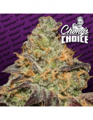 10 UND FEM - BLUE KUSH BERRY 