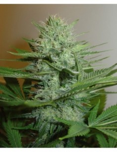 5 UND FEM - BLUE PEARL AUTO 