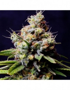 5 UND FEM - BLUEBERRY 420 (AUTOFLORECIENTE) * THE BULLDOG SEEDS 5 UND FEM